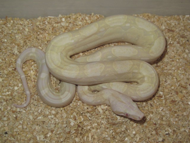 size boa constrictor pet