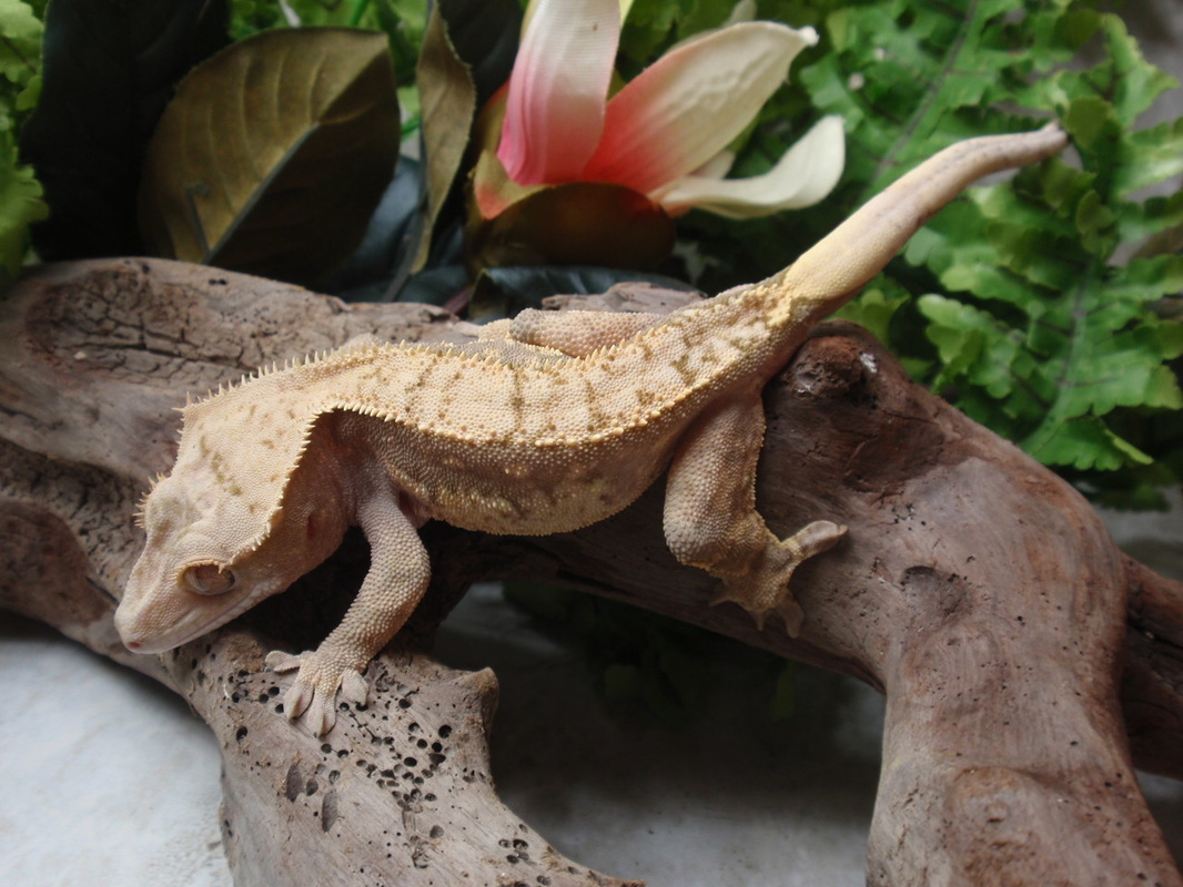 giant crested gecko