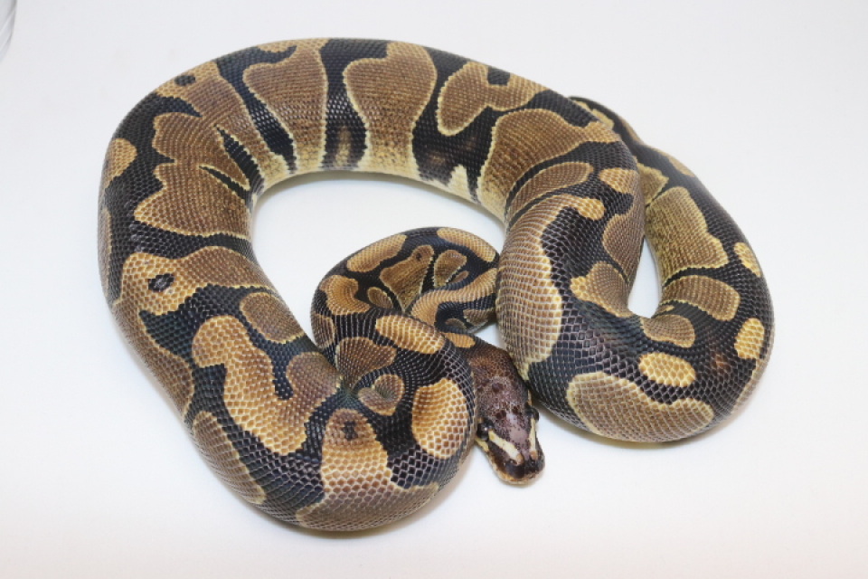 Ball Pythons - All Available
